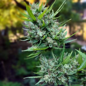 Sativa buds and strains