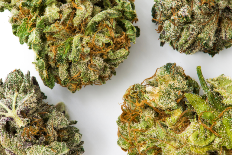 indica cannabis buds